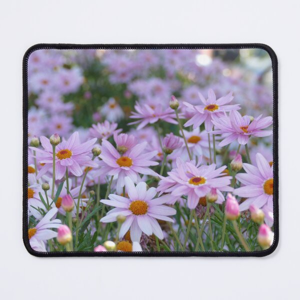 Item preview, Delicate pink daisies with bright orange centres designed and sold by jaynerushton.