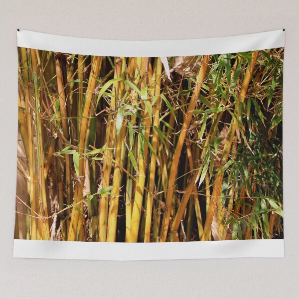 Item preview, Bamboos growing in the garden as screening designed and sold by FranWest.