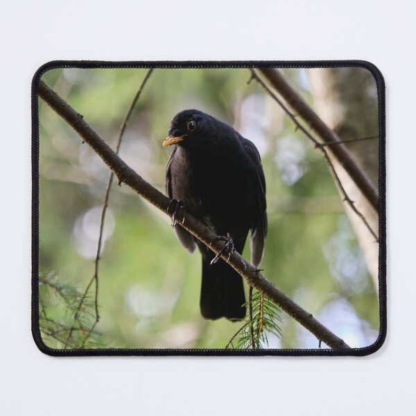 Item preview, Douptful. Blackbird designed and sold by Jouko Lehto Photography.