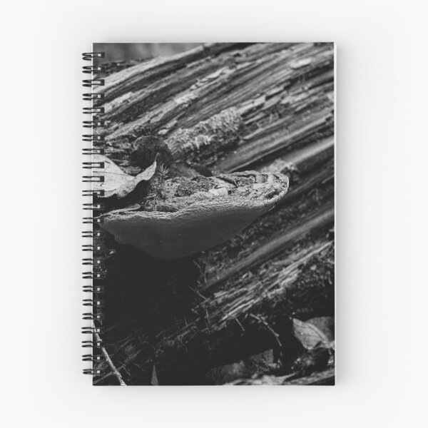 Item preview, Fall. Willow bracket 2025 bw designed and sold by Jouko Lehto Photography.
