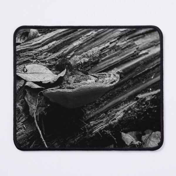 Item preview, Fall. Willow bracket 2025 bw designed and sold by Jouko Lehto Photography.