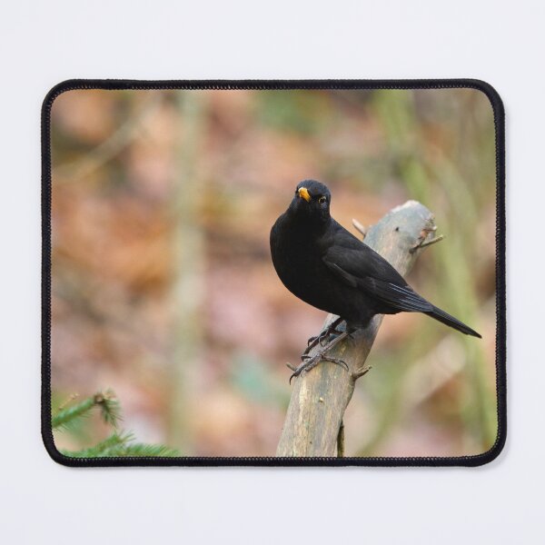 Item preview, Minimalistic. Blackbird designed and sold by Jouko Lehto Photography.