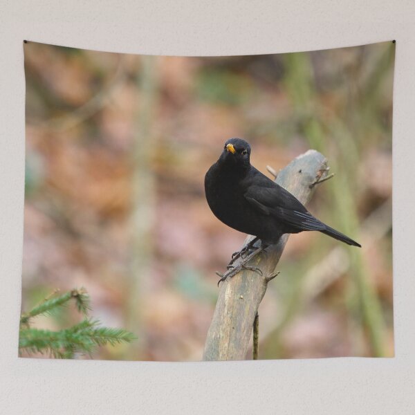 Item preview, Minimalistic. Blackbird designed and sold by Jouko Lehto Photography.