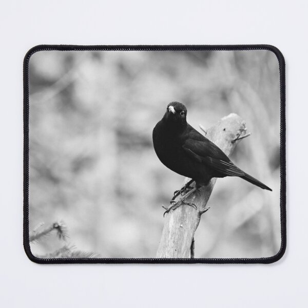 Item preview, Minimalistic. Blackbird bw designed and sold by Jouko Lehto Photography.