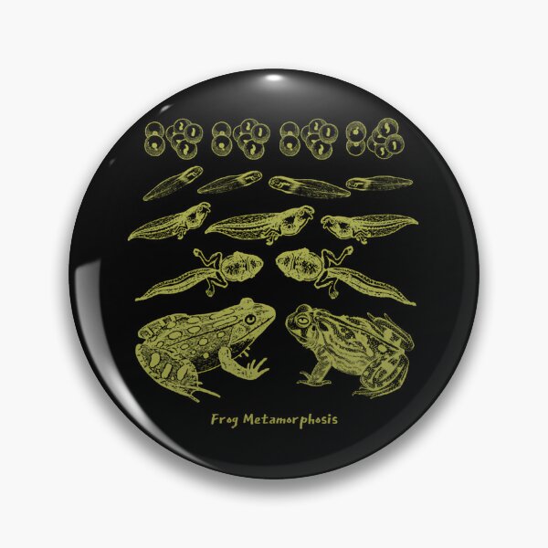 Item preview, Frog Life Cycle Vintage Metamorphosis Diagram designed and sold by dyrkaqalibe1.