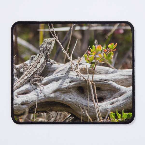 Item preview, Sunlit Peninsula Lizard Moment designed and sold by shaynetwright.