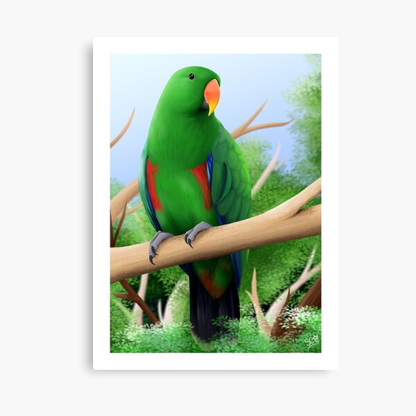 Item preview, Eclectus Parrot Male designed and sold by StarChaserArt.