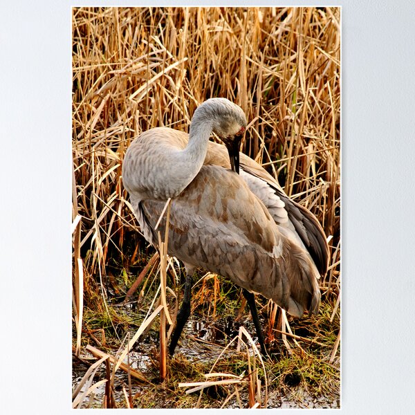 Item preview, Sandhill Crane2 designed and sold by MaluC.