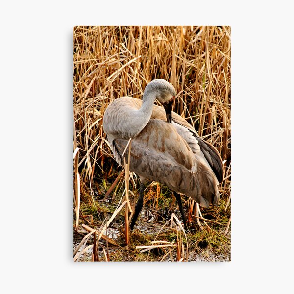 Item preview, Sandhill Crane2 designed and sold by MaluC.