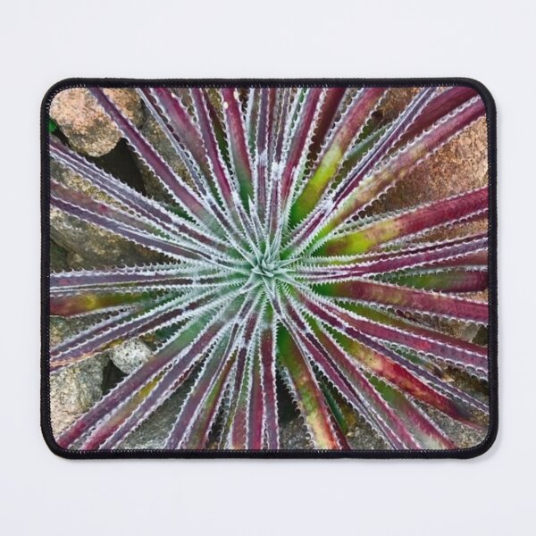 Item preview, Star Cactus designed and sold by T Santora.