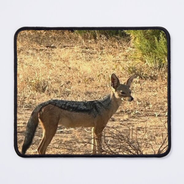 Item preview, Staring black backed Jackal designed and sold by annenambiro.