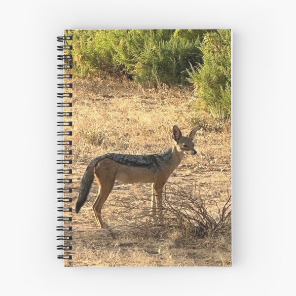 Item preview, Staring black backed Jackal designed and sold by annenambiro.