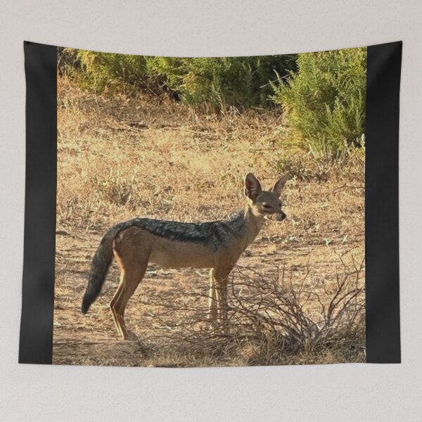 Item preview, Staring black backed Jackal designed and sold by annenambiro.