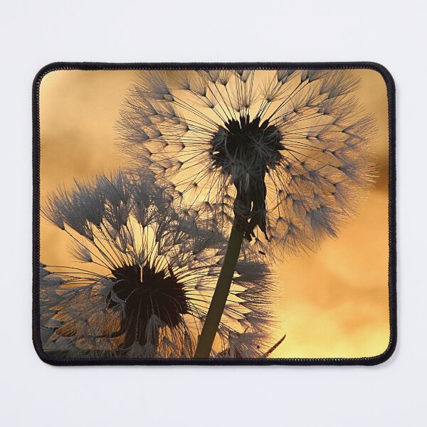 Item preview, Dandelion Glow, Golden Hour Nature Photo designed and sold by Prayful.
