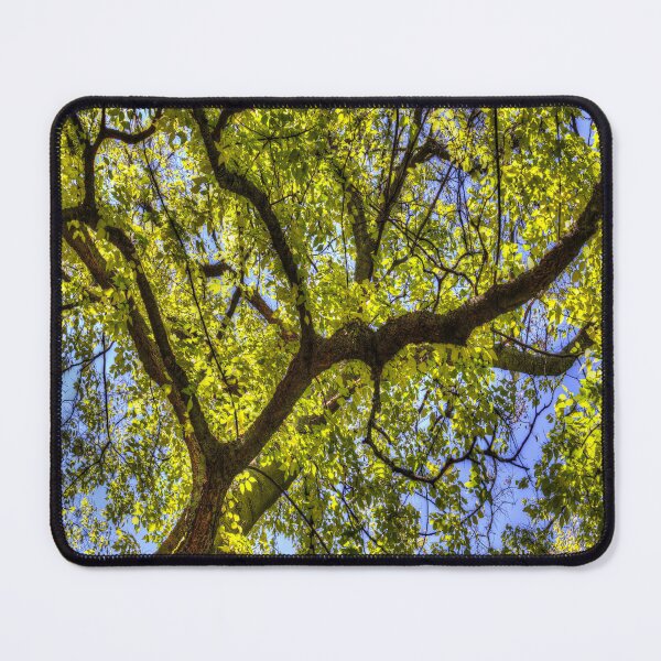 Item preview, Sunlit Tree Canopy In Spring designed and sold by Londonimages.