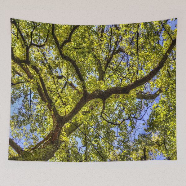 Item preview, Sunlit Tree Canopy In Spring designed and sold by Londonimages.