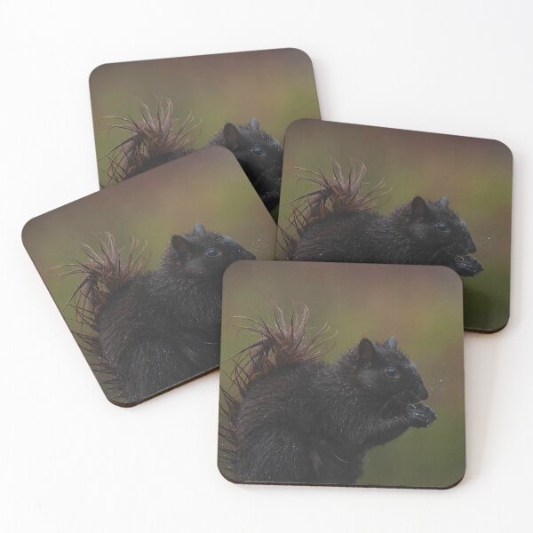 Item preview, A black squirrel eating designed and sold by Production Art Manon Meilleur.