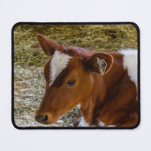 Item preview, A brown and white cow lying down designed and sold by Production Art Manon Meilleur.