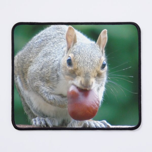 Item preview, Squirrel designed and sold by Marie Clapton.
