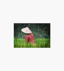 Green Rice Fields Art Board