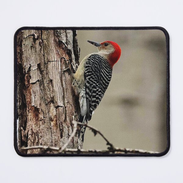 Item preview, Red-bellied Woodpecker designed and sold by MarkSmalley.