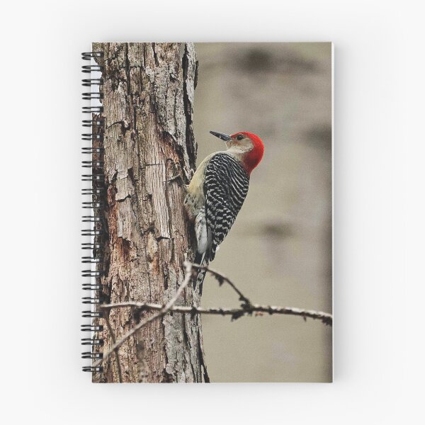 Item preview, Red-bellied Woodpecker designed and sold by MarkSmalley.