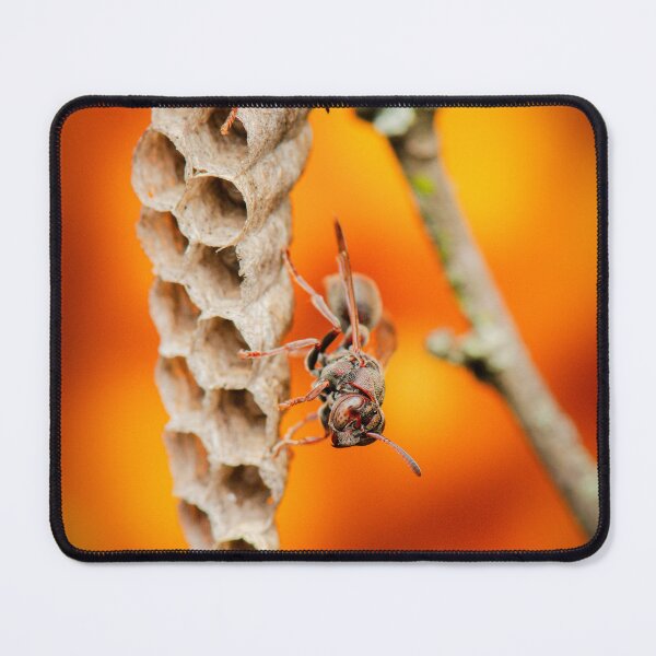 Item preview, Stick-nest Brown Paper Wasp or Ropalidia revolutionalis designed and sold by robdwildlife.