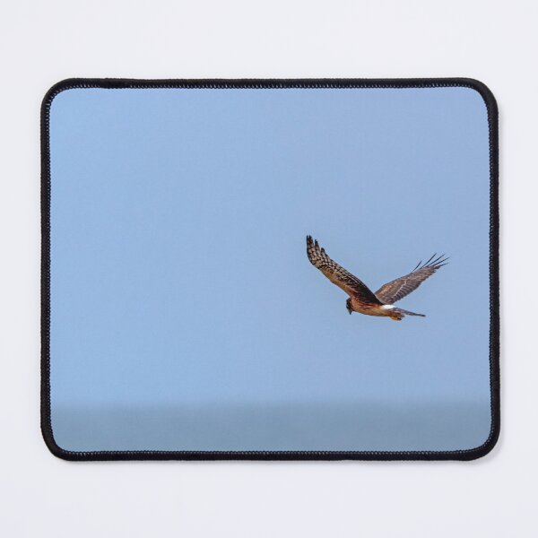 Item preview, Northern Harrier in flight against the sky designed and sold by lisavonbiela.
