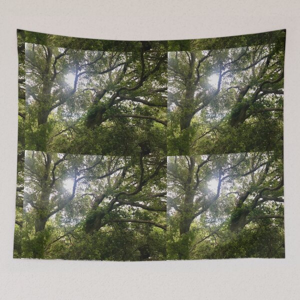 Item preview, Sunlight Through Ancient Oak Canopy designed and sold by TrisaThyme.