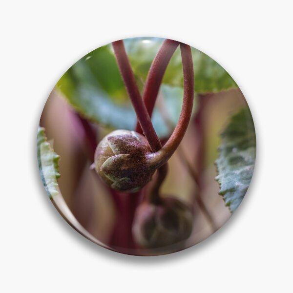 Item preview, Cyclamen Buds designed and sold by MarilynB.