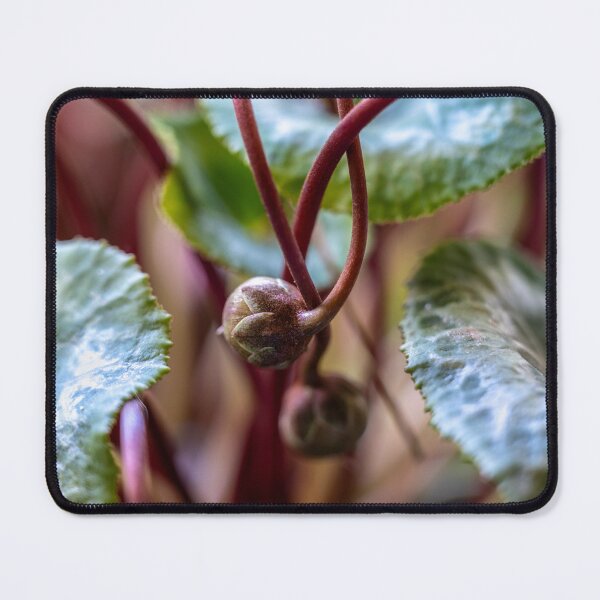 Item preview, Cyclamen Buds designed and sold by MarilynB.