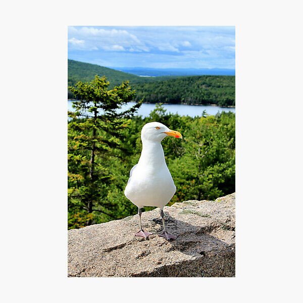 Item preview, 'Will Pose for Food...' designed and sold by Scott Bricker.