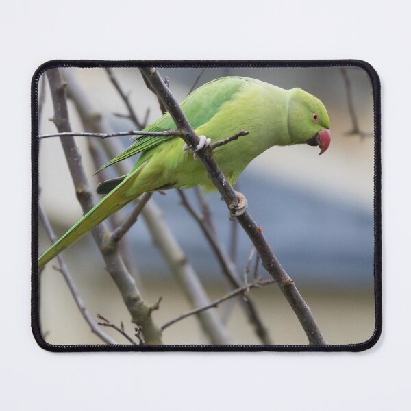 Item preview, Ring Necked Parakeet designed and sold by LaurenTucker.