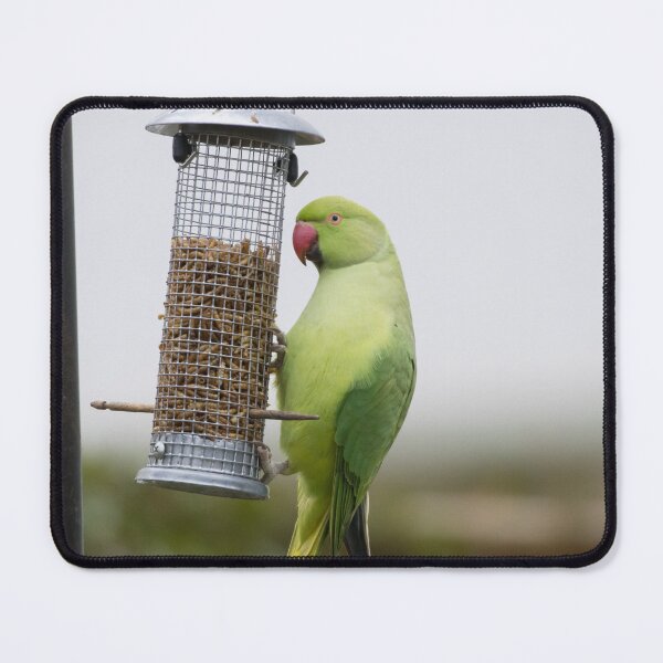 Item preview, Ring Necked Parakeet designed and sold by LaurenTucker.