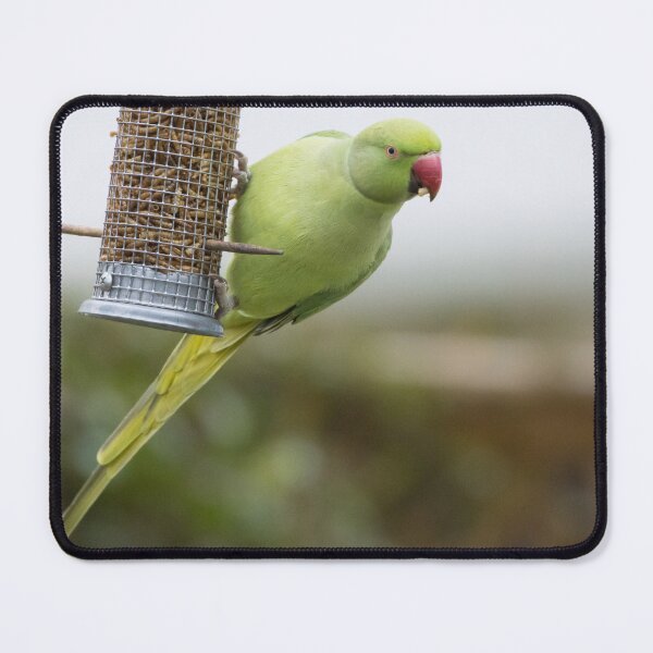 Item preview, Ring Necked Parakeet designed and sold by LaurenTucker.