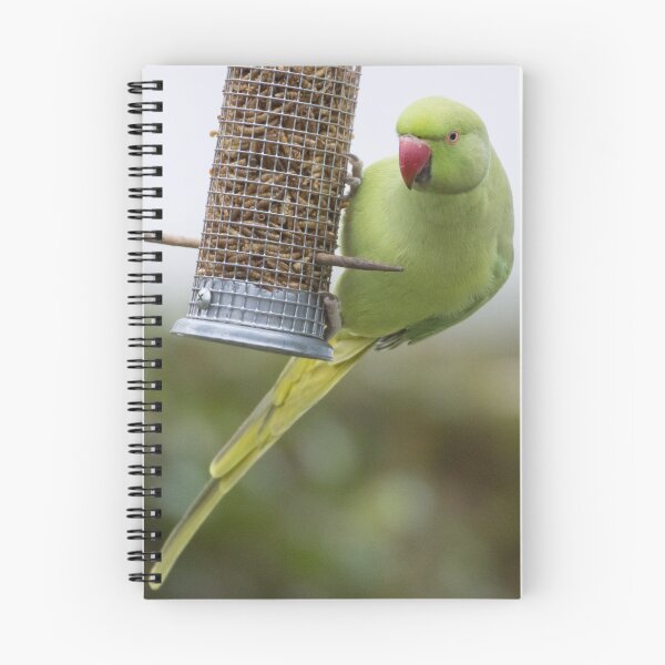 Item preview, Ring Necked Parakeet designed and sold by LaurenTucker.