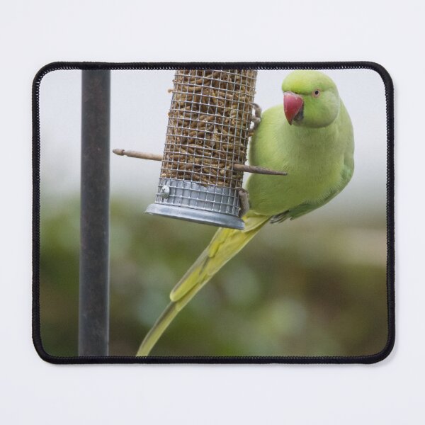 Item preview, Ring Necked Parakeet designed and sold by LaurenTucker.