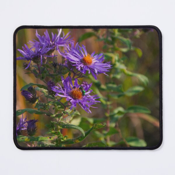 Item preview, Purple Asters designed and sold by blankdenial.