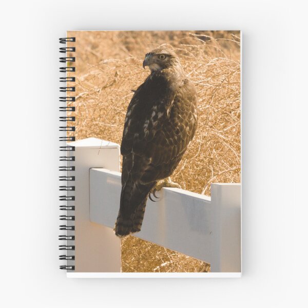 Item preview, 608 - Red Tailed Hawk designed and sold by ptosis.