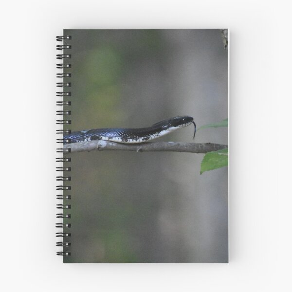 Item preview, Black rat snake on branch designed and sold by Tonia Delozier's Photography .