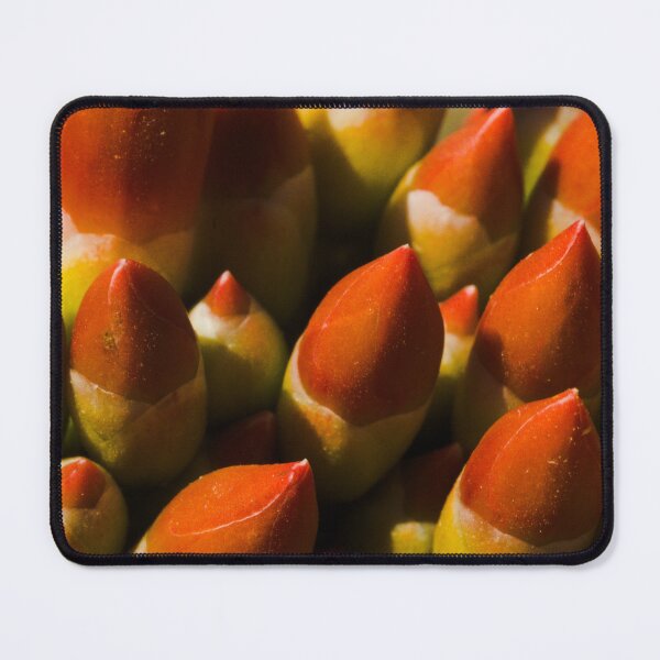 Item preview, 611 - Ocotillo Little Torch Macro designed and sold by ptosis.