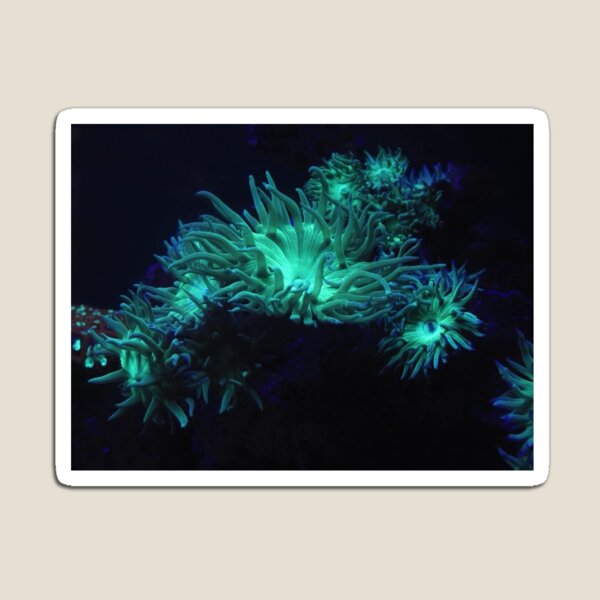 Item preview, Anemone  designed and sold by reegan curnoe.