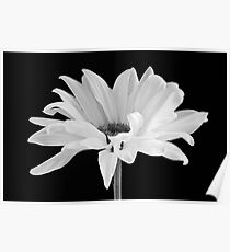 Lone Daisy Poster