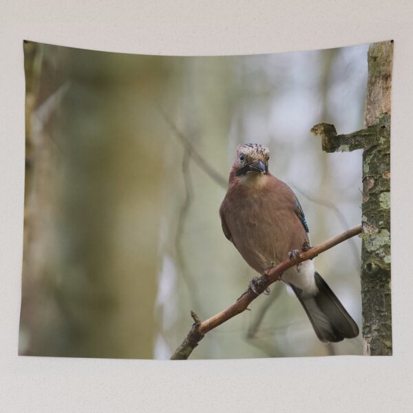 Item preview, Early winter jay.  Eurasian jay designed and sold by Jouko Lehto Photography.