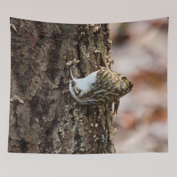 Item preview, Anything under here. Eurasian treecreeper designed and sold by Jouko Lehto Photography.