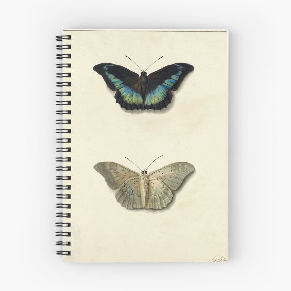 Item preview, Boven- en onderaanzicht van een vlinder by Georgius Jacobus Johannes van Os designed and sold by AngyDesigns49.