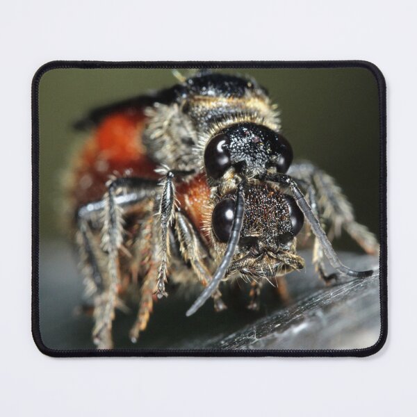 Item preview, Velvet Ants designed and sold by JacJaq.
