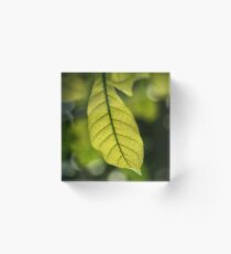 Colour Of Life XV Acrylic Block