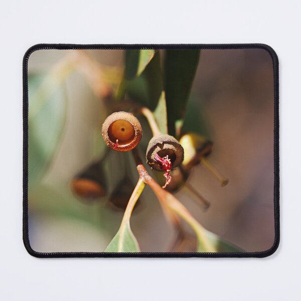 Item preview, Eucalyptus Seed Pods Close Up View designed and sold by Joy Watson - Natural Light Photography .