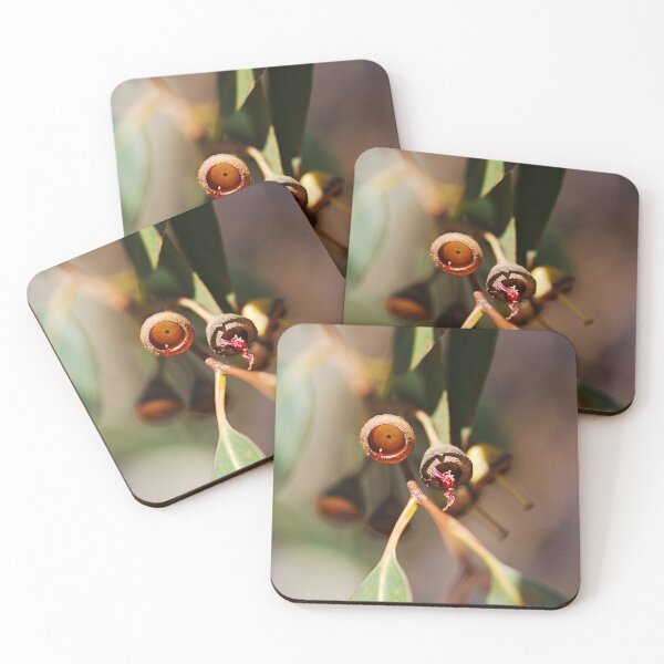 Item preview, Eucalyptus Seed Pods Close Up View designed and sold by Joy Watson - Natural Light Photography .